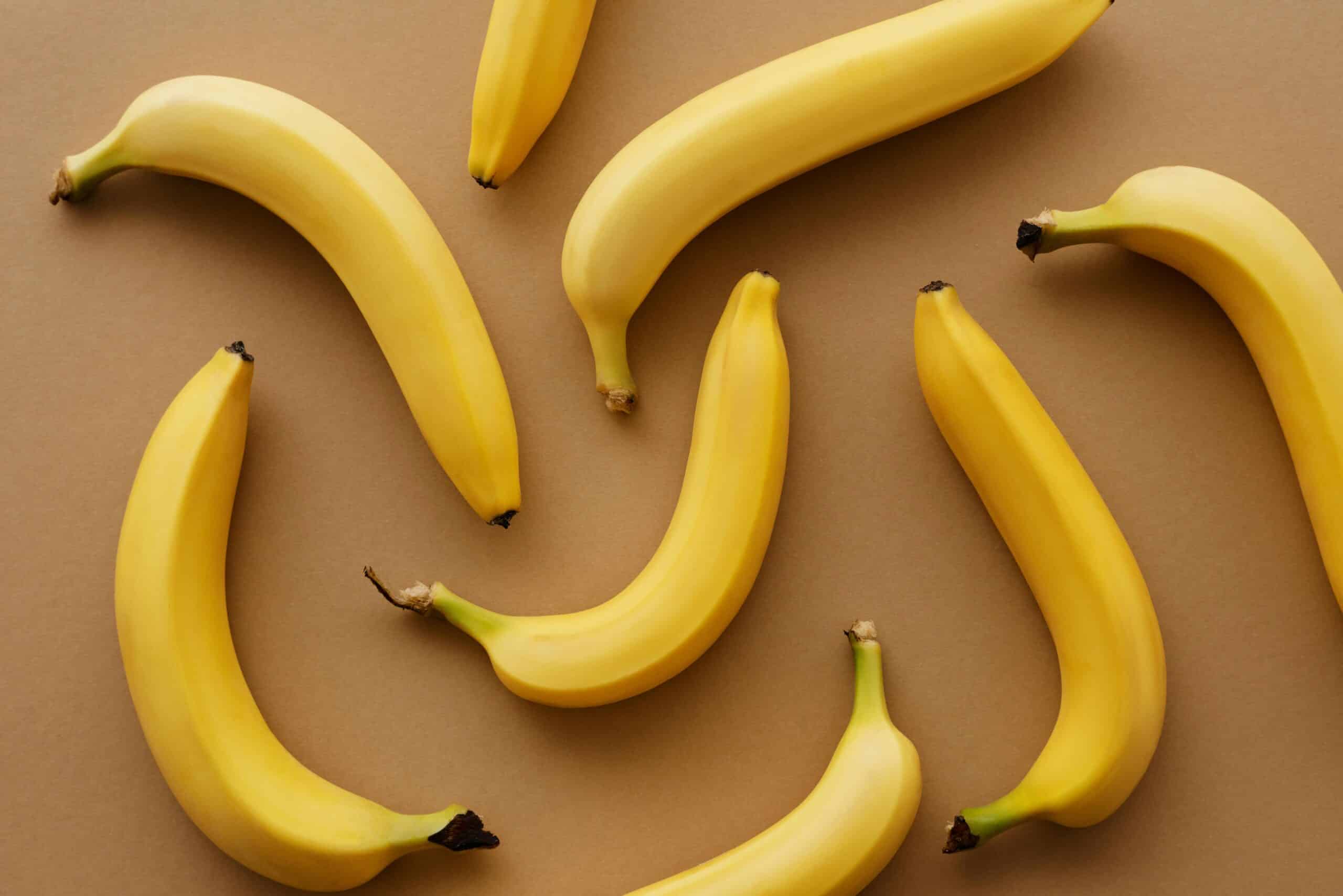 Die Kunst der Katzenernährung: Alles, was du wissen musst