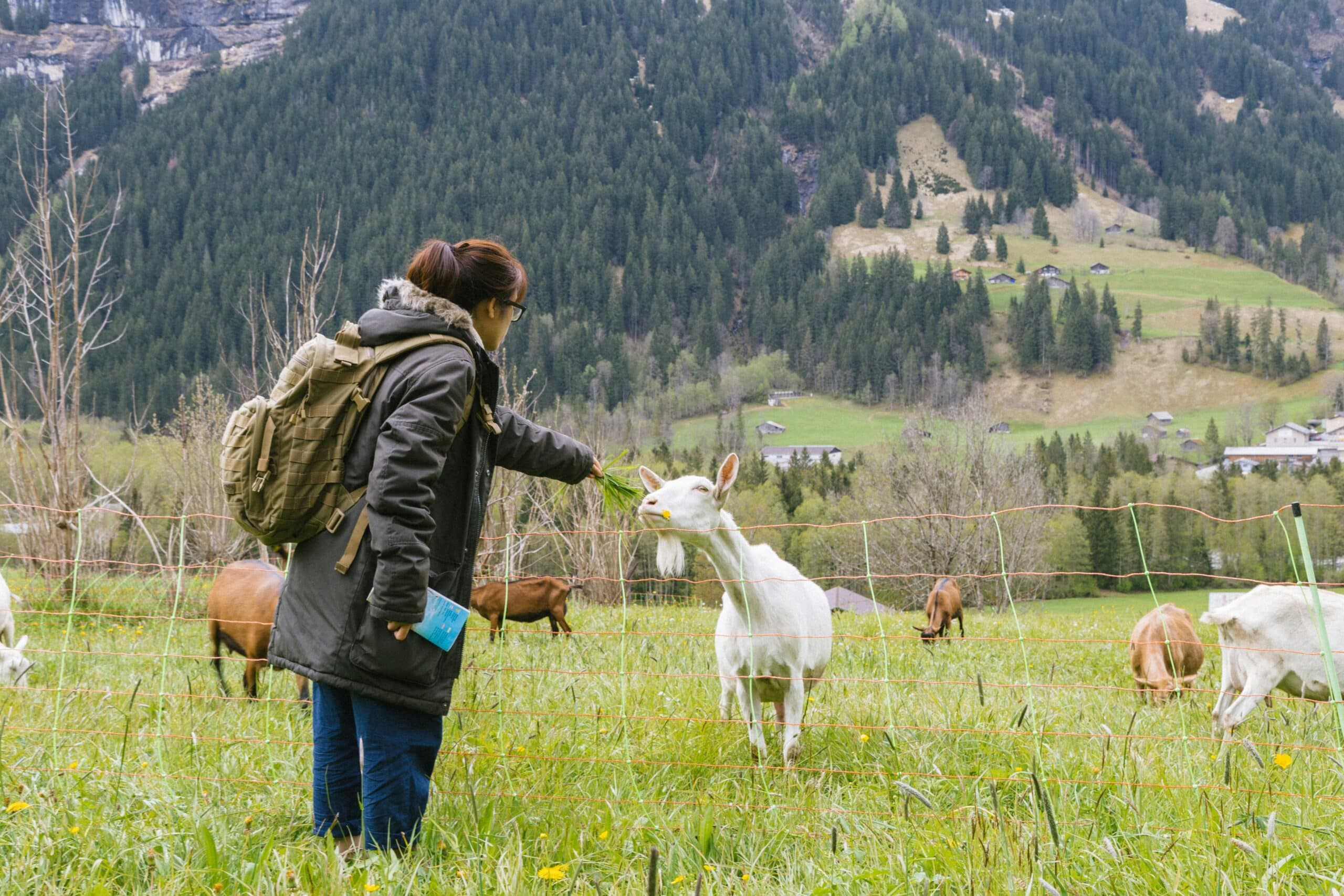 Kostenloses Stock Foto zu außerorts, berg, ernährung