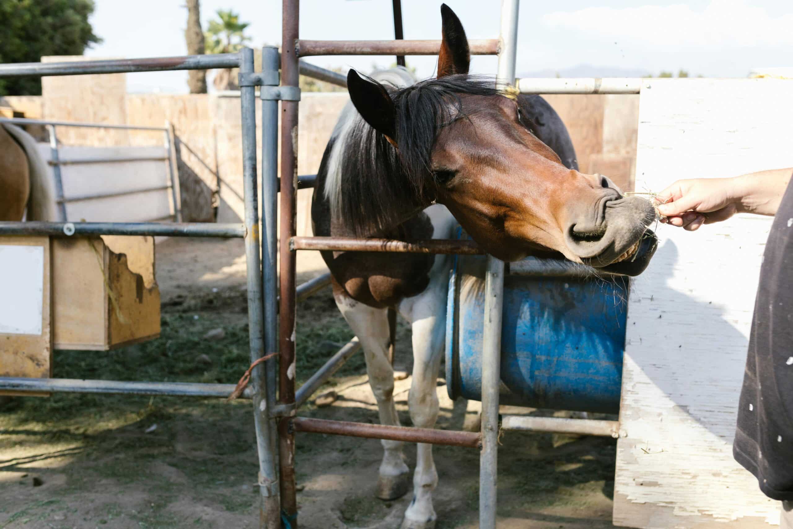 Kostenloses Stock Foto zu bauernhoftier, braunes pferd, ernährung