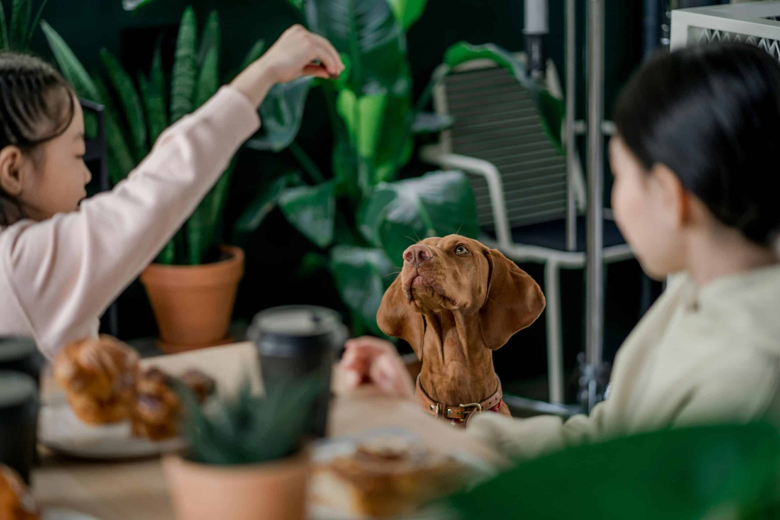 Kostenloses Stock Foto zu ernährung, frau, hund