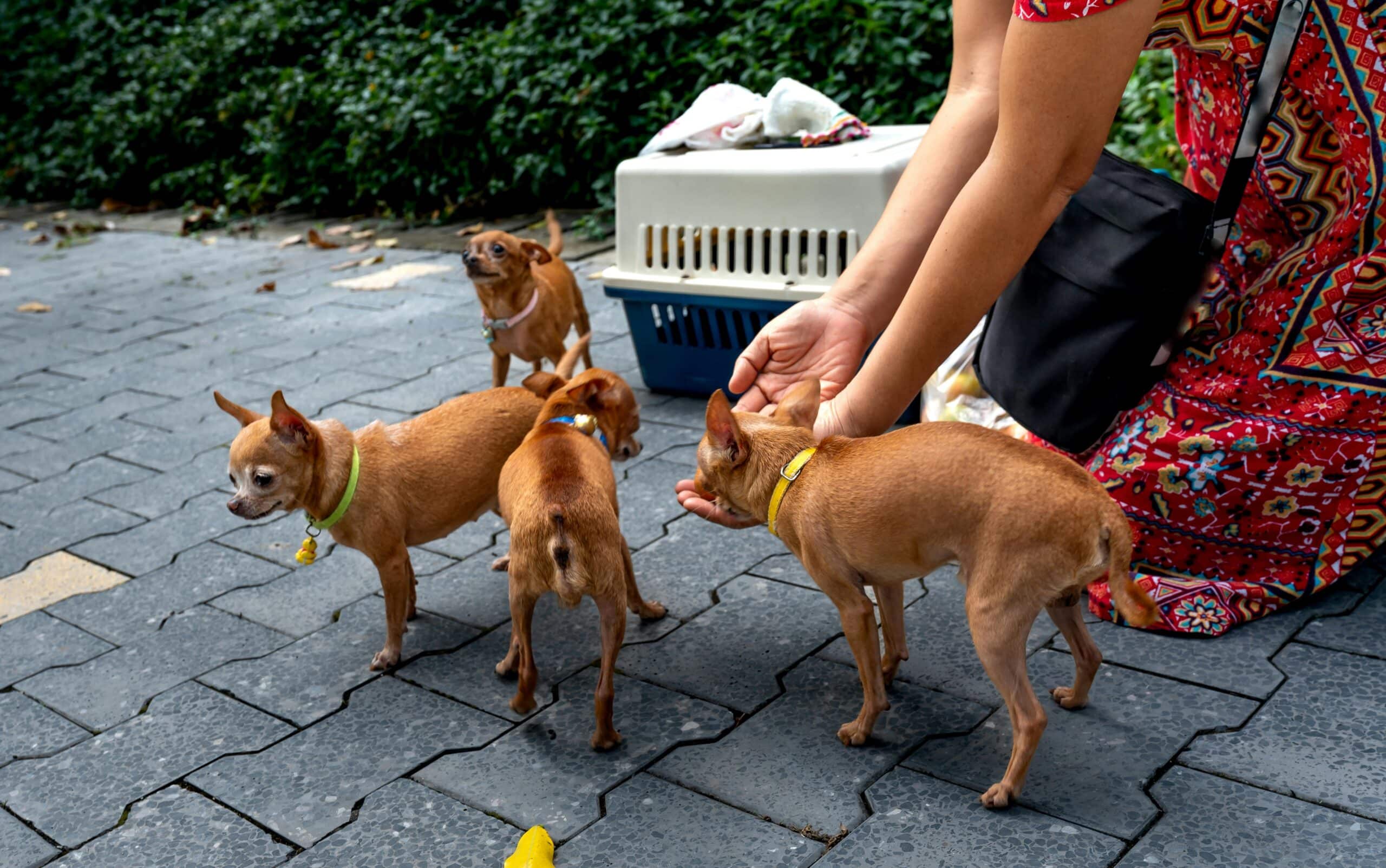 Kostenloses Stock Foto zu chihuahua, ernährung, frau