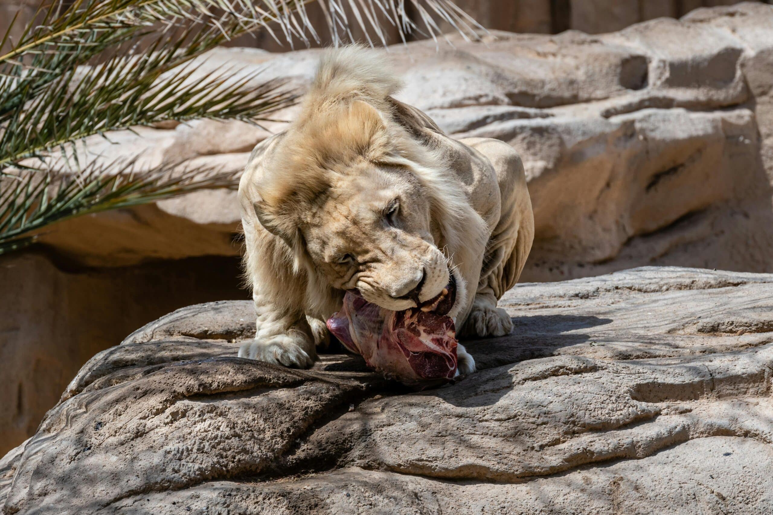 Kostenloses Stock Foto zu apex raubtier, ernährung, essen