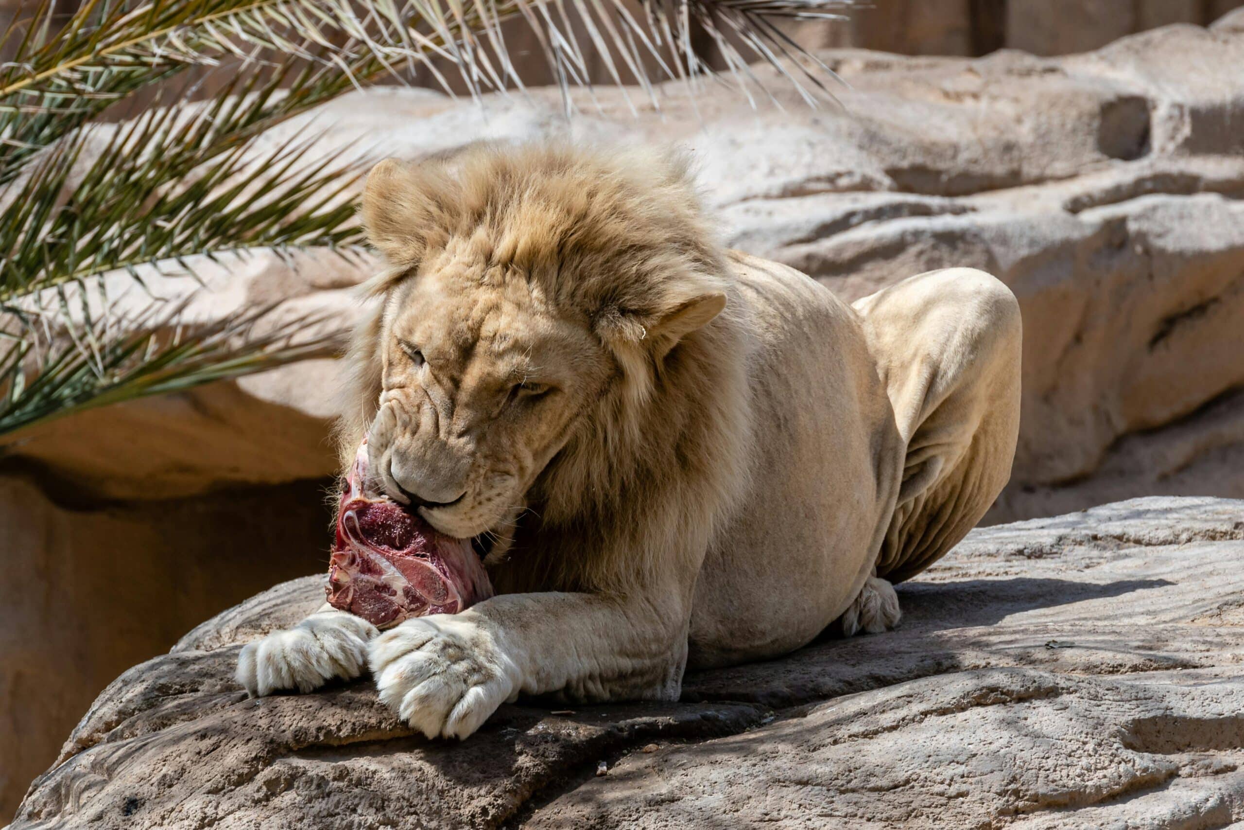 Kostenloses Stock Foto zu apex raubtier, ernährung, essen