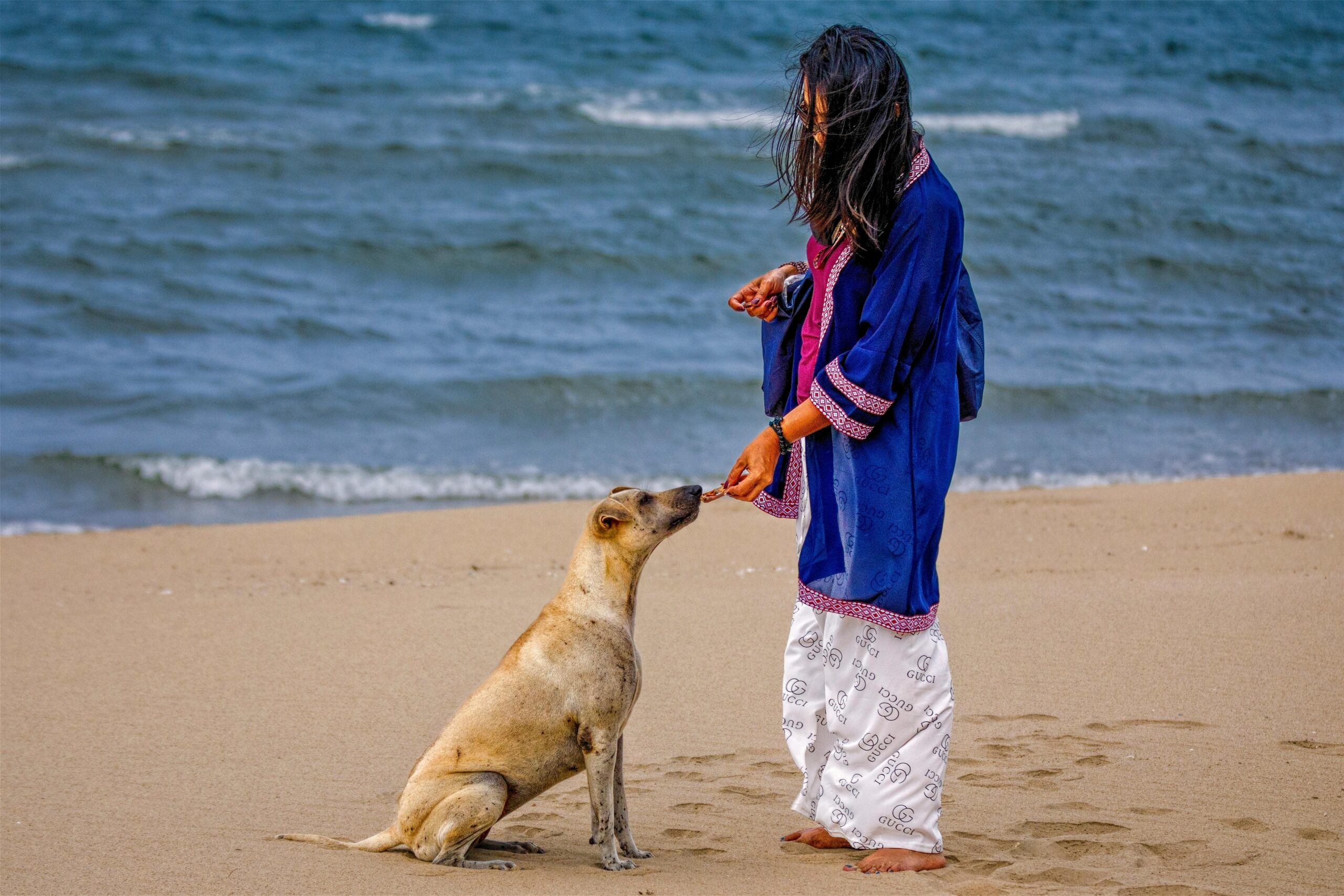 Kostenloses Stock Foto zu beach, Dog, ern&auml;hrung