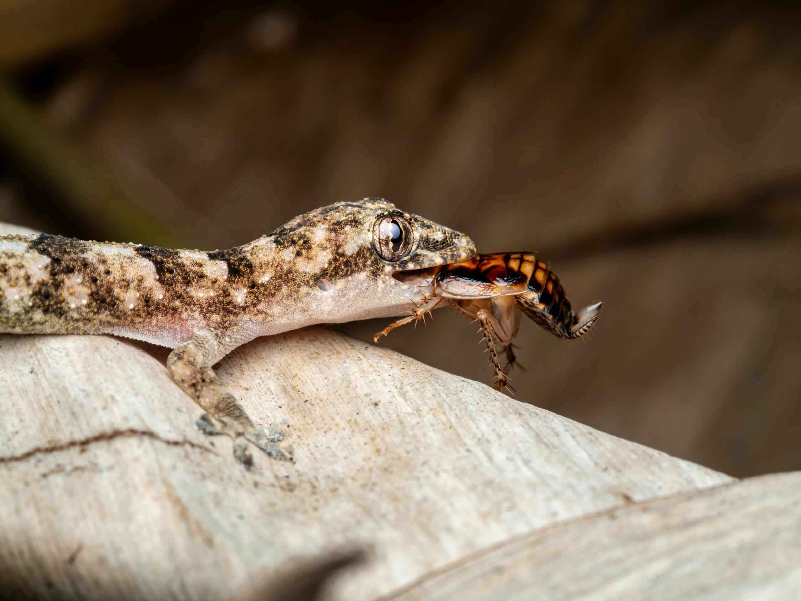 Kostenloses Stock Foto zu bug, eidechse, ernährung