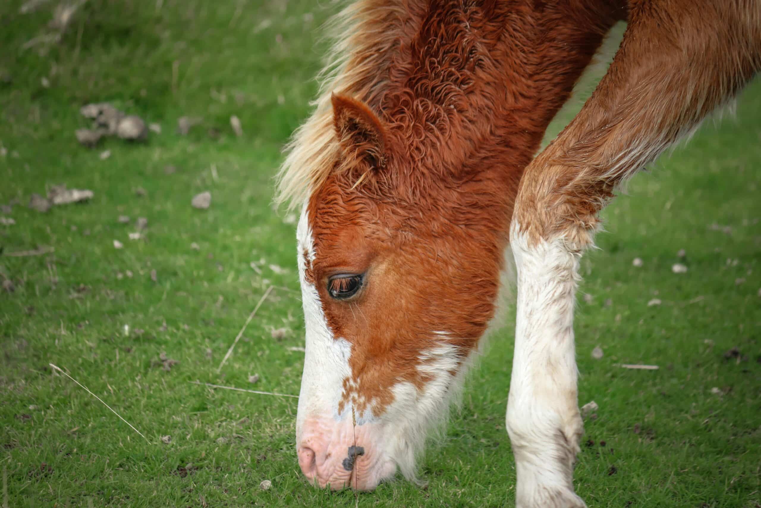 Kostenloses Stock Foto zu außerorts, ernährung, feld