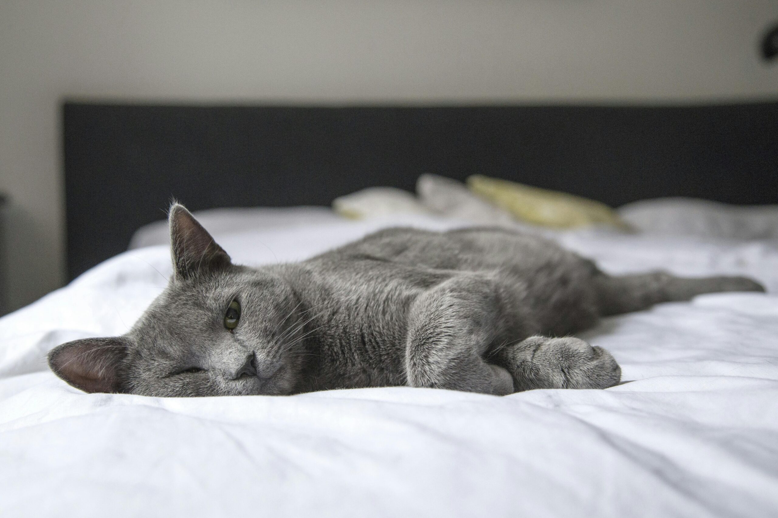 Graue Katze, Die Auf Bett Liegt