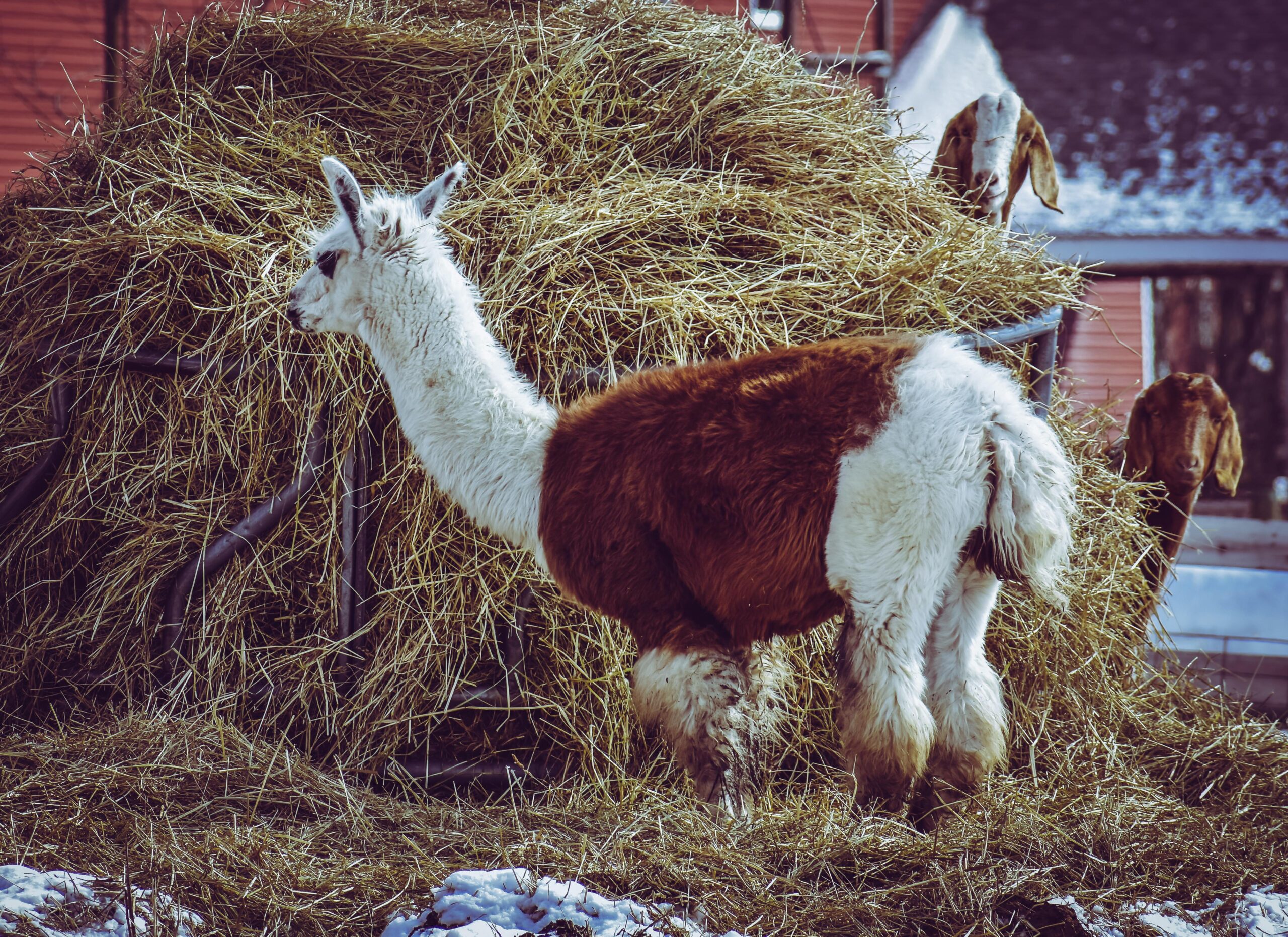 Kostenloses Stock Foto zu draußen, ernährung, essen