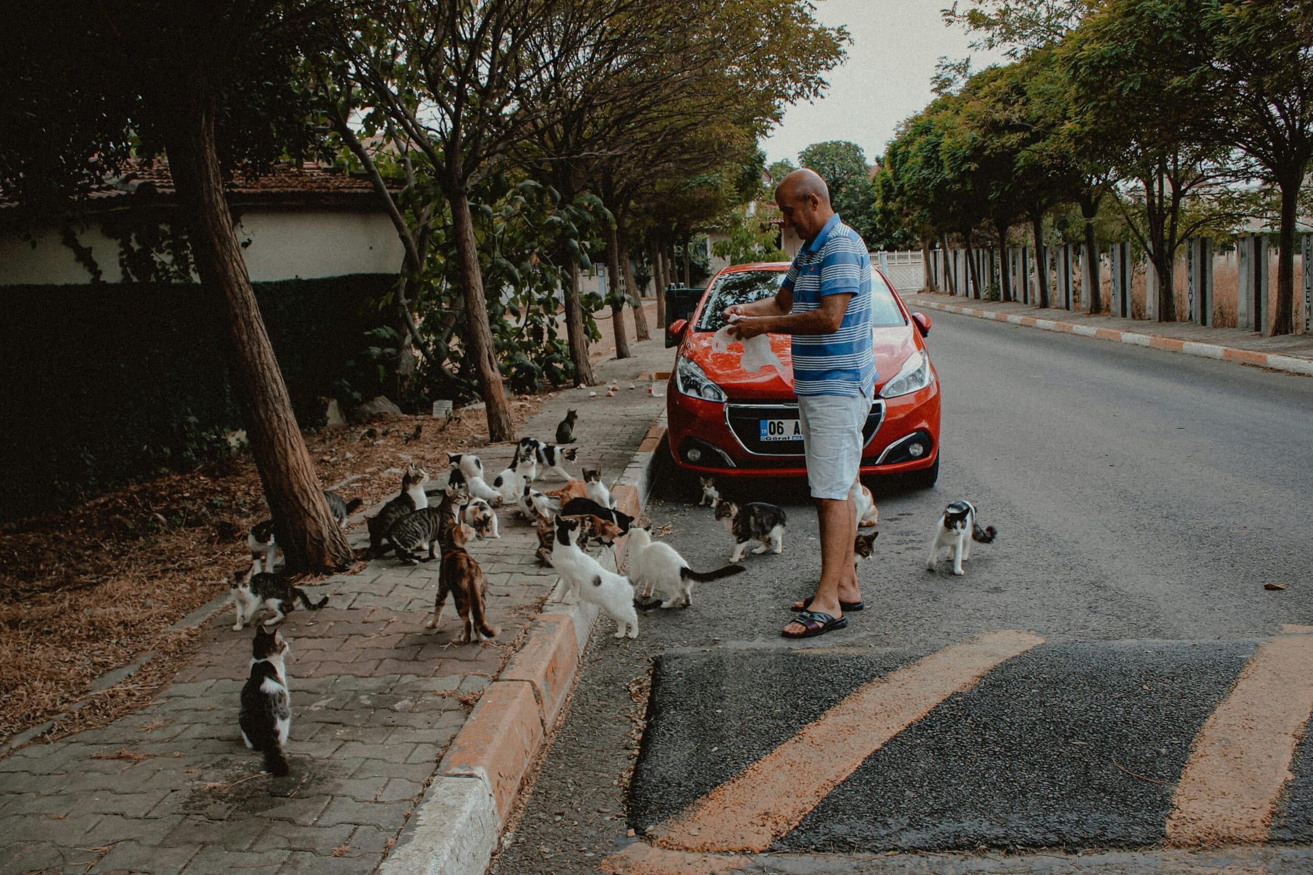 Kostenloses Stock Foto zu art, ernährung, katzen