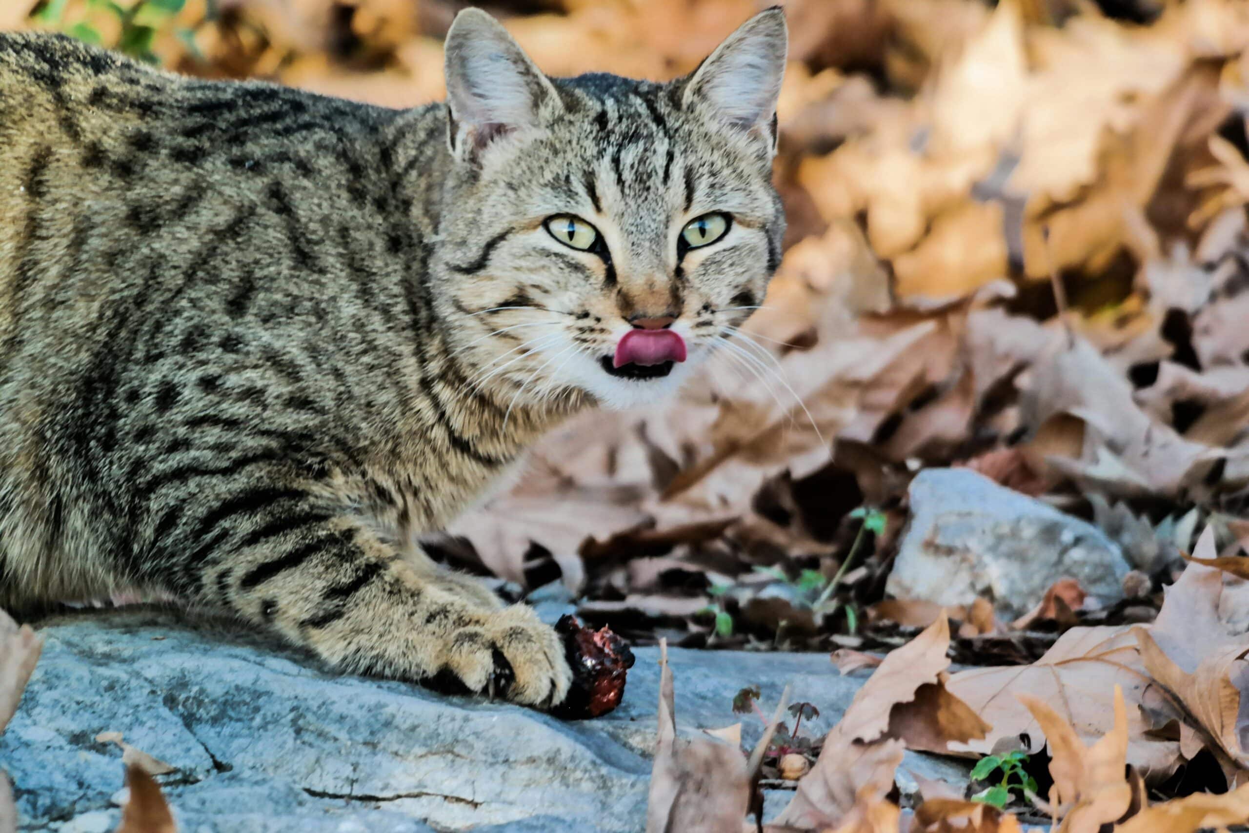 Schwarzweiss Getigerte Katze Auf Weißem Stein
