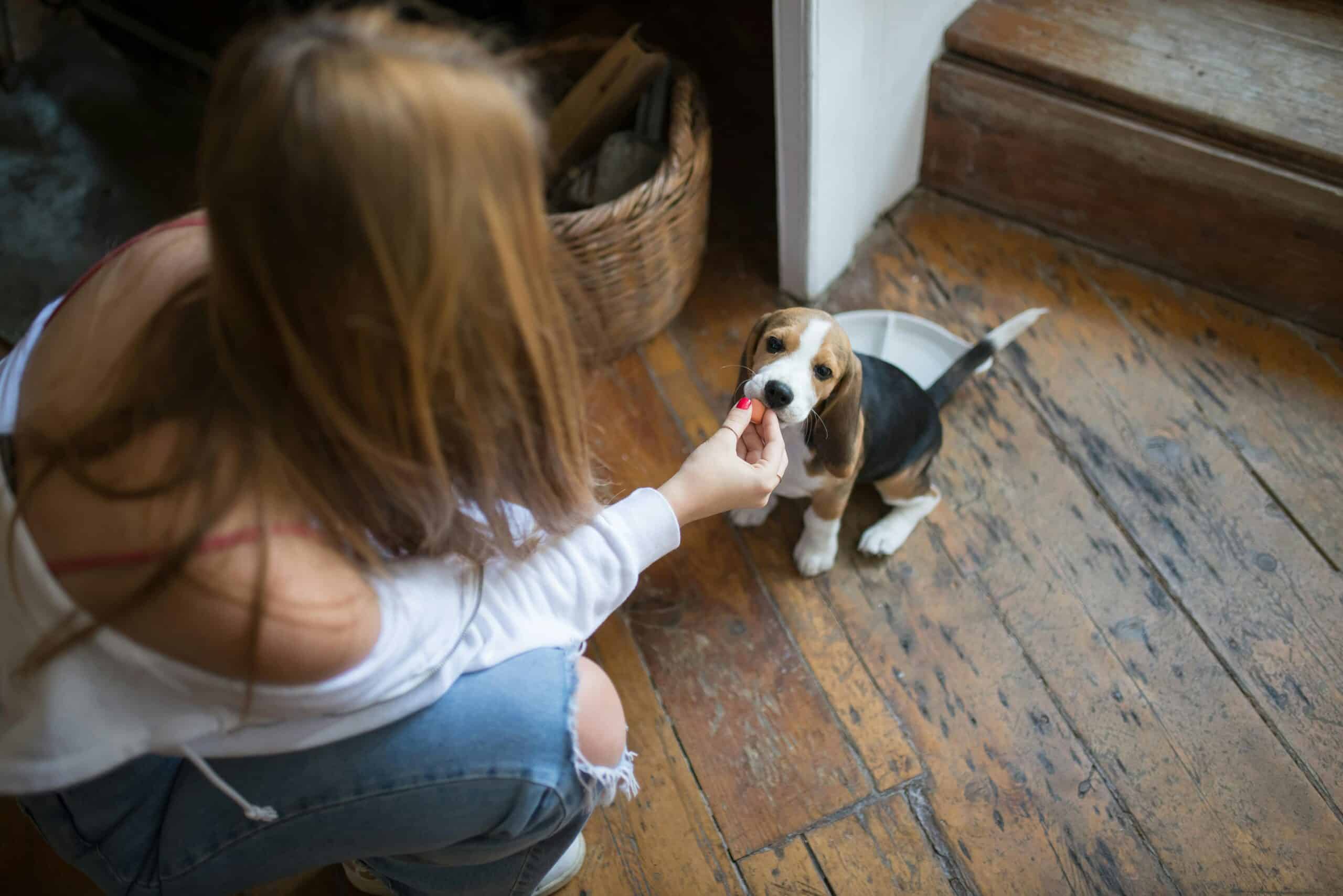 Kostenloses Stock Foto zu beagle, drinnen, ernährung